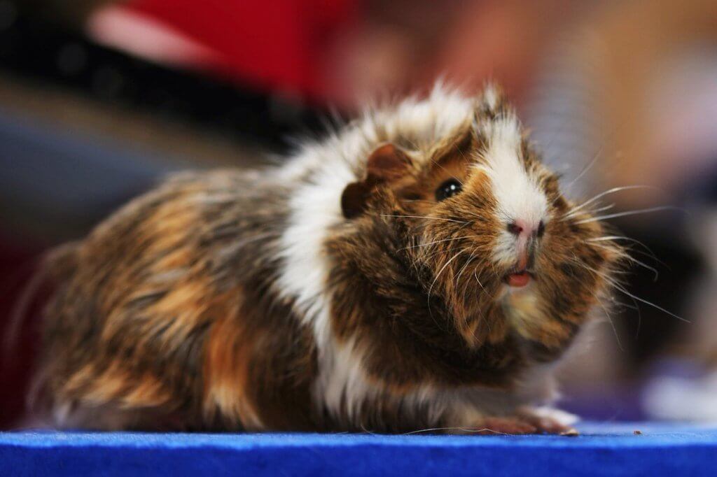 A guinea pig with ruffled fur.