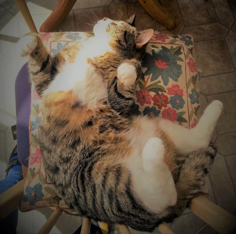 A tabby cat lying on his back in the sun asleep, paws akimbo, 'taking a break'.