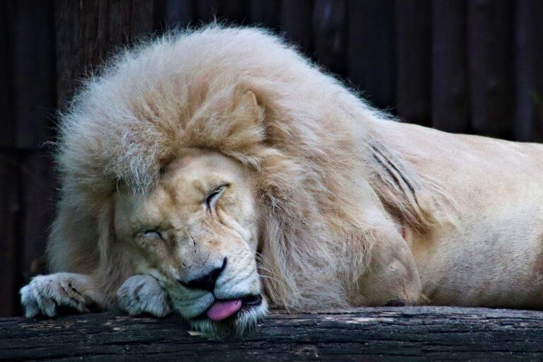 The confidence beast - a lion with a frizzy mane.