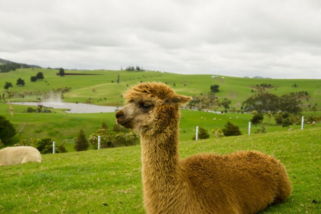 A llama sitting down, meditating on the beautiful green countryside.