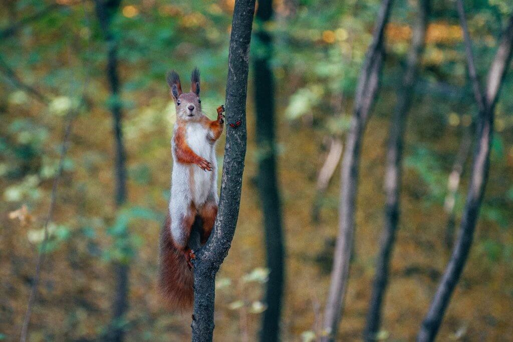 A red squirrel paused in climbing a tree in a forest, looking alertly to the side.