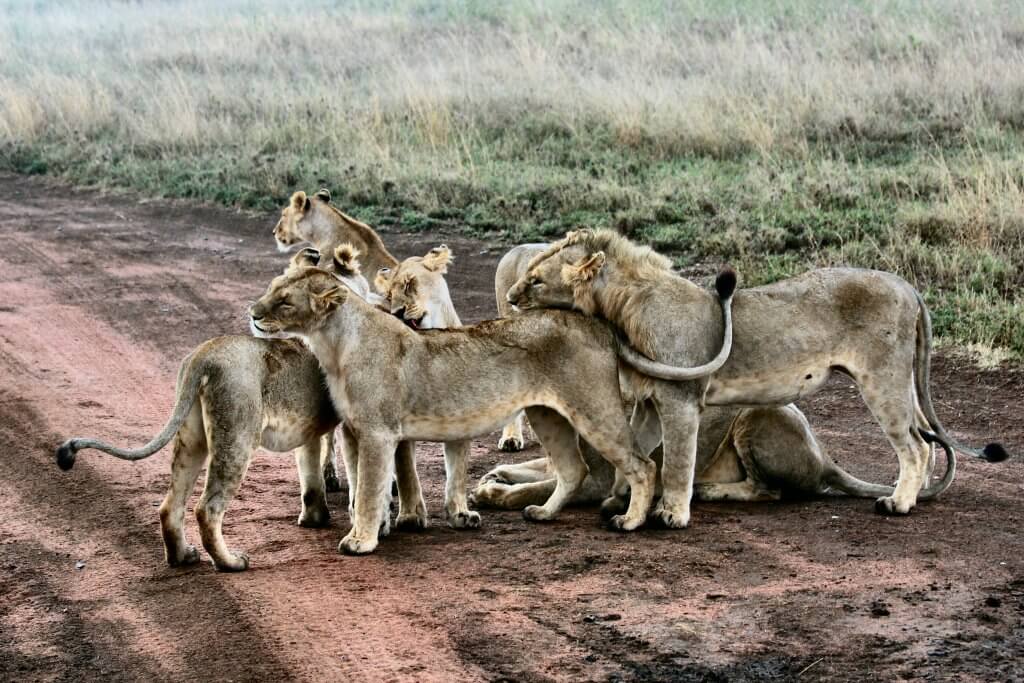 A pride of lionesses rubbing up against each other, standing and sitting on a muddy track.