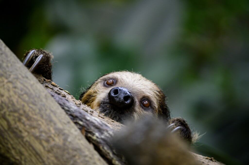 A sloth peering over a tree branch.