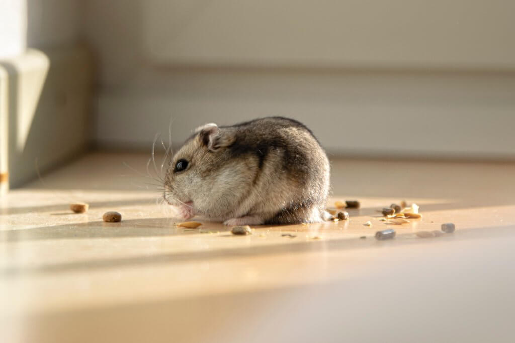 A rodent nibbling on some crumbs that have been left on the floor.