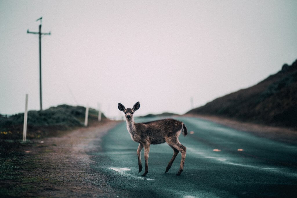 A deer on a road looking startled.